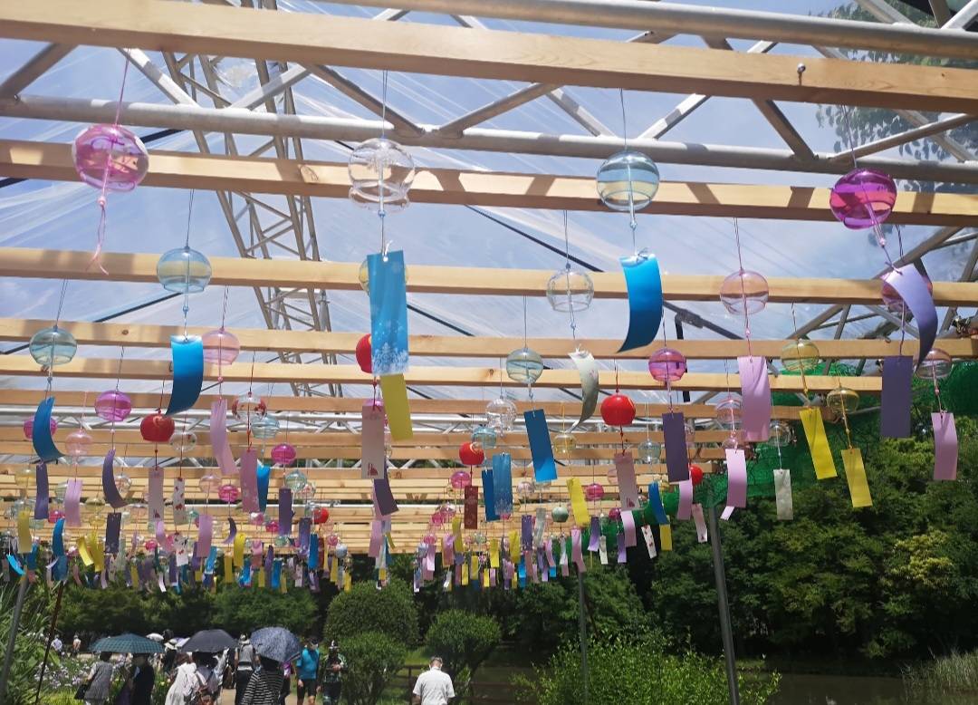 国宝鑑賞/菖蒲まつり/池坊華道体験の旅